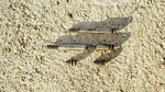 Alternator Bolts Spacers Mopar 1959-64 Chrysler Desoto Windsor Saratoga 361 413 Used. Price: $19.80.