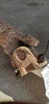 Rear Drive Shaft 2WD Mega Cab Door 5.7L Fits 06-11 Dodge 2500 Pickup 1144958 Used. Price: $264.90.