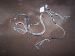 02 Explorer 4.0 Engine Charging Wire Harness Our Vin 2ZC62768 Used. Price: $74.46.