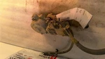 Transfer Case Motor Fits 97-03 Infiniti QX4 13892741 Used. Price: $110.70.