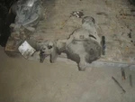Carrier Front Axle Cylinder 4.375 Ratio Fits 86-89 Nissan Pickup 16662 Used. Price: $67.50.